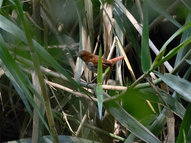 zgEAJqQ,Ryukyu Robbin